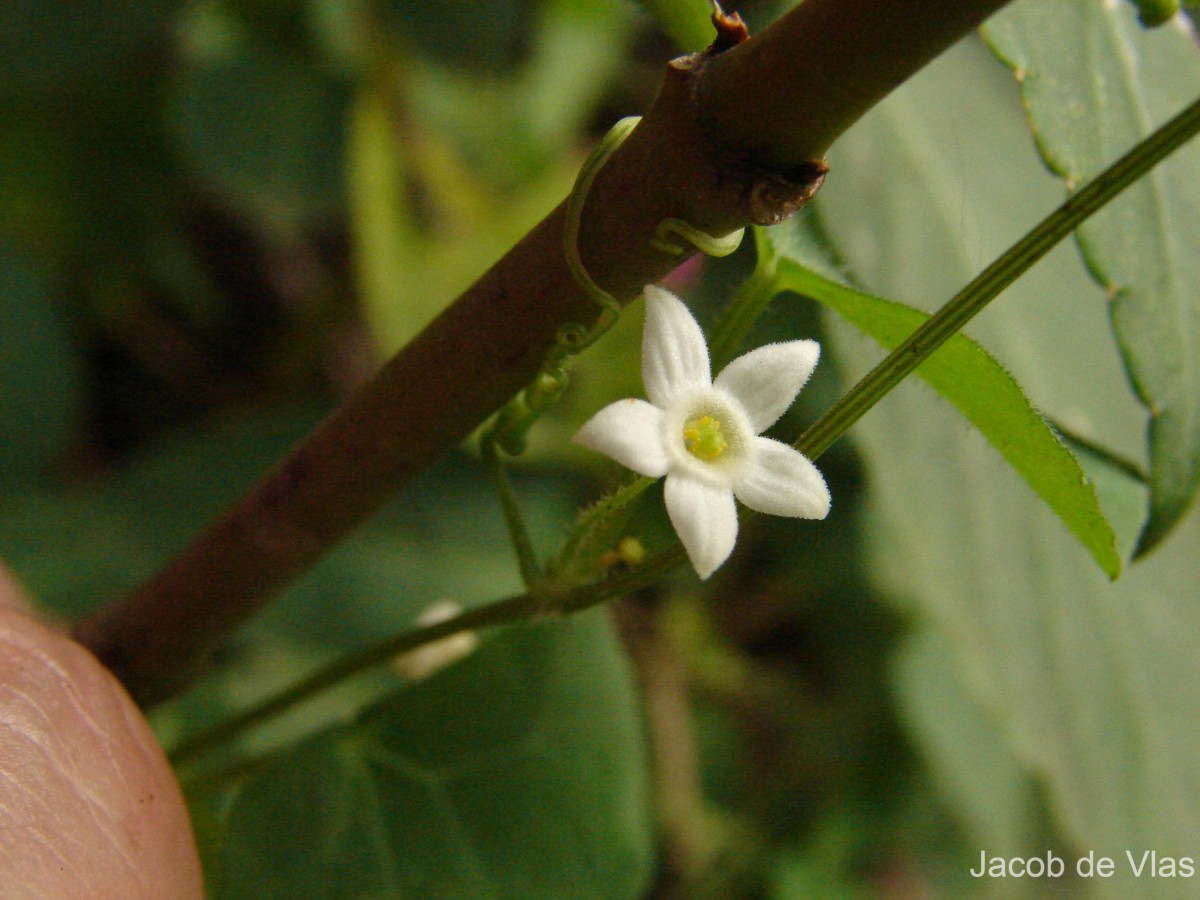 Zehneria thwaitesii (Schweinf.) C.Jeffrey